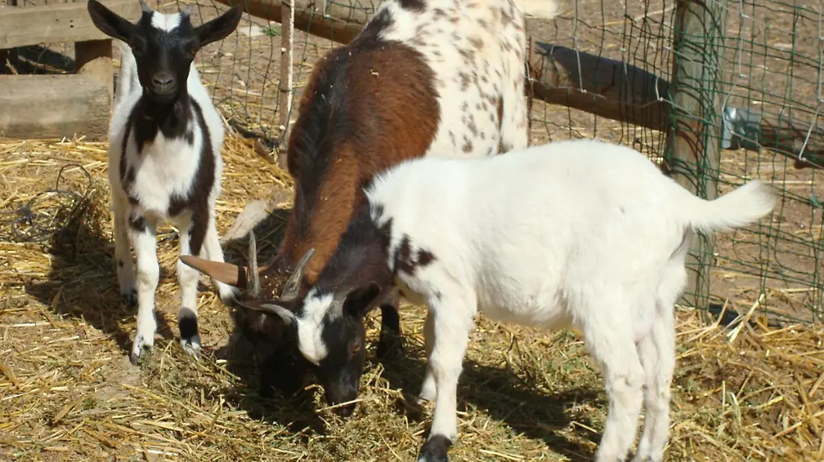 eco-granja-biogas-mex