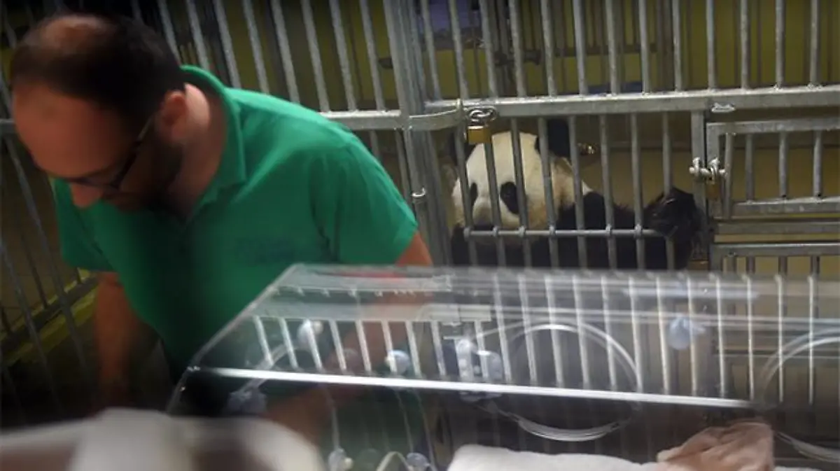 FRANCE-CHINA-PANDA-NATURE-ANIMAL