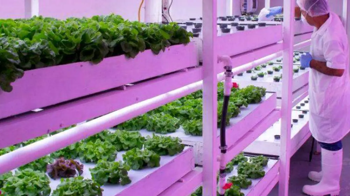 fincas verticales ESPECIALES