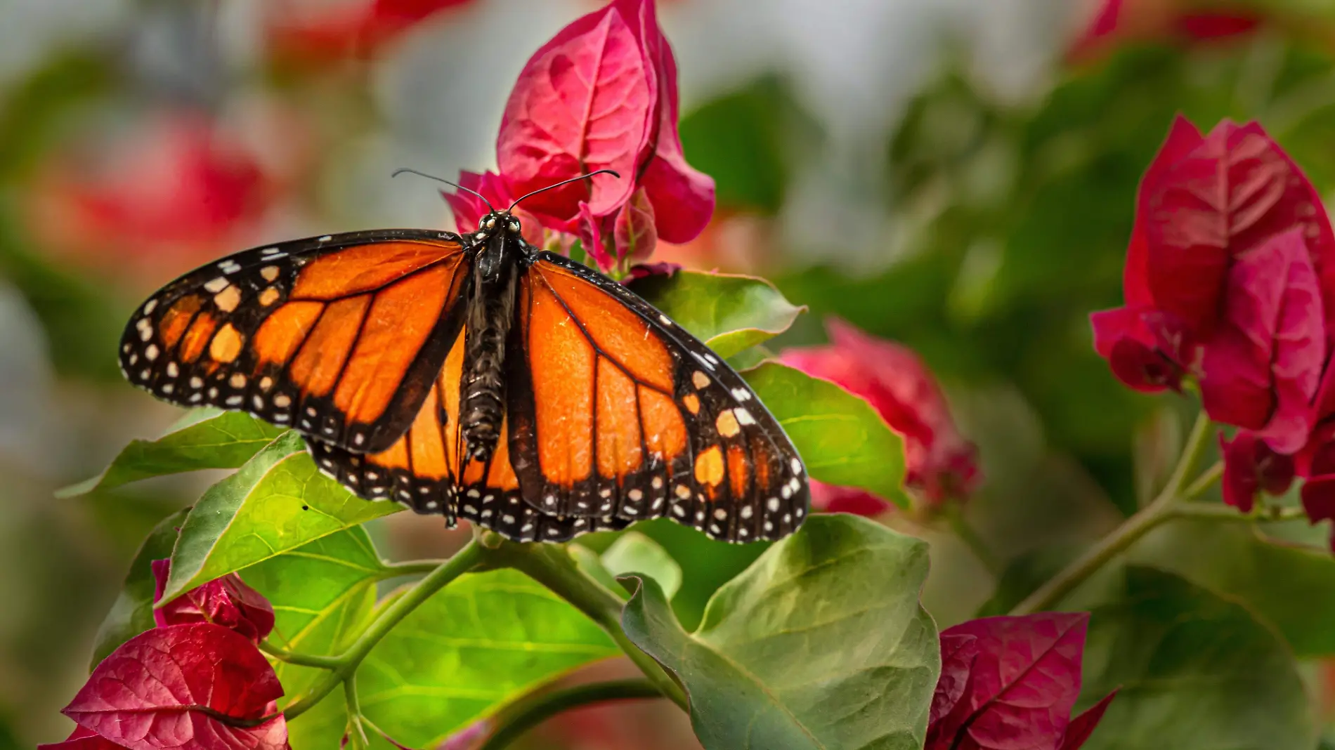 mariposa monarca