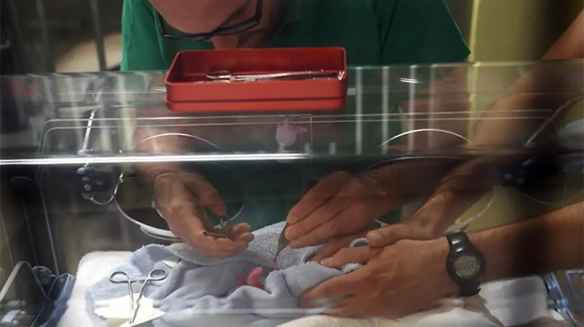 FRANCE-CHINA-PANDA-NATURE-ANIMAL