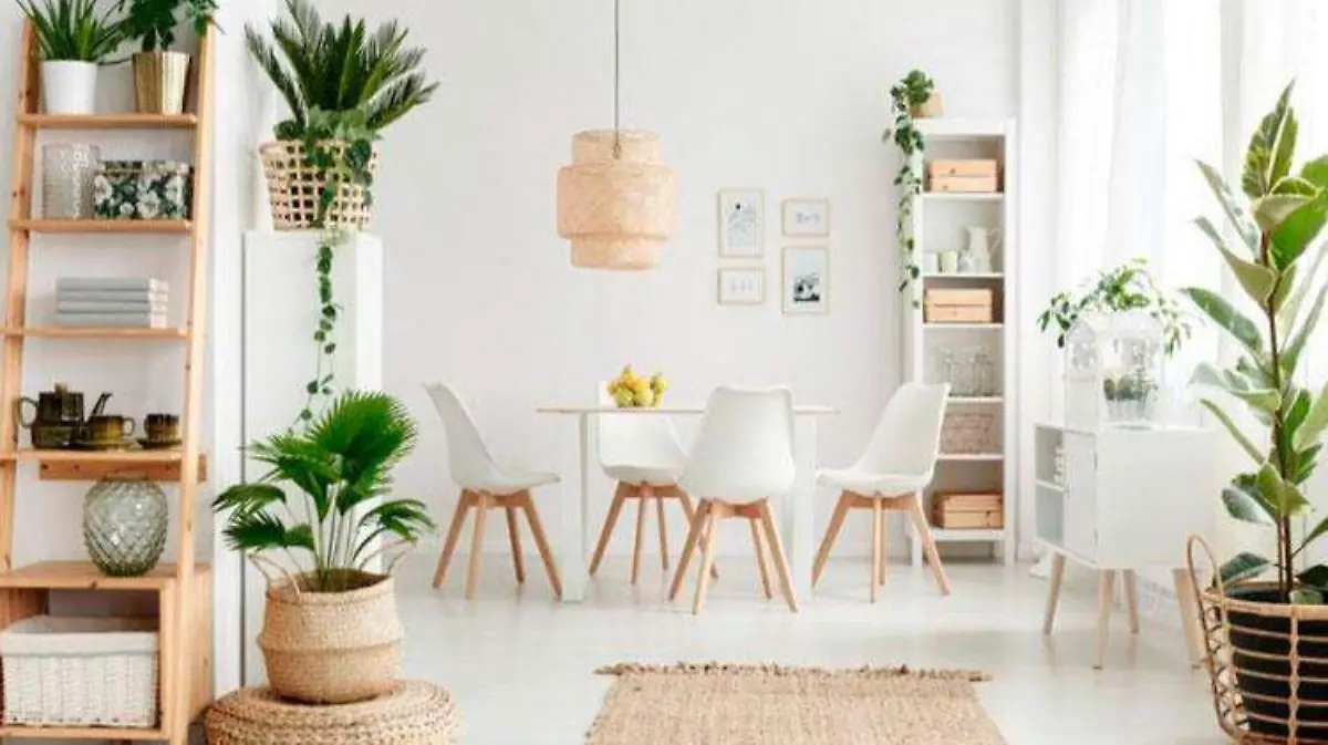 plantas_casa