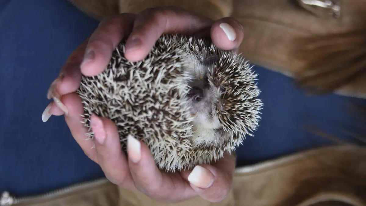 FERNANDO REYES - DIARIO DE QUERÉTARO (5)