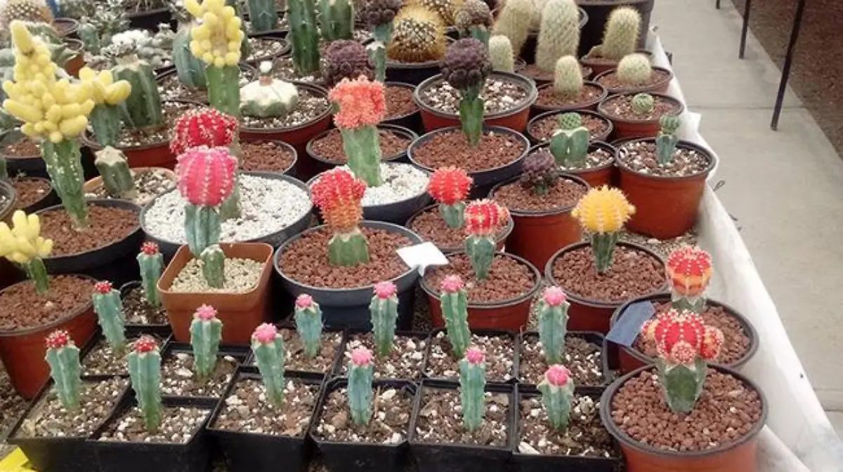 El Viejo Cactus conserva especies en peligro de extincin - El Sol de Mxico
