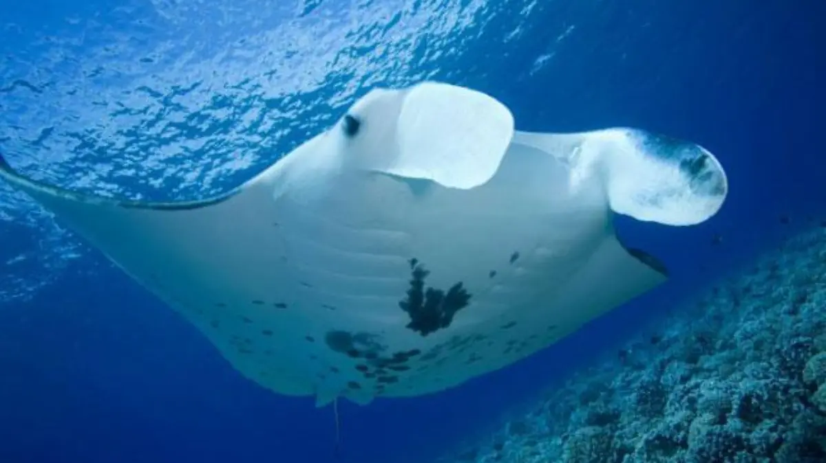eco-mantarraya