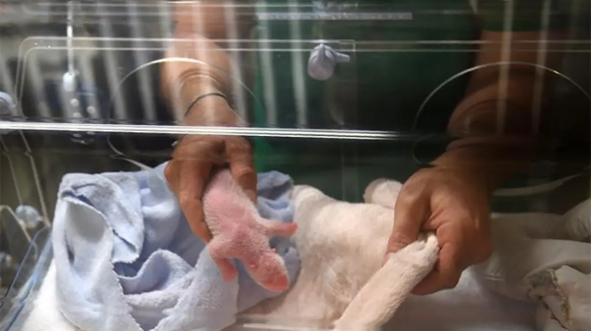 FRANCE-CHINA-PANDA-NATURE-ANIMAL