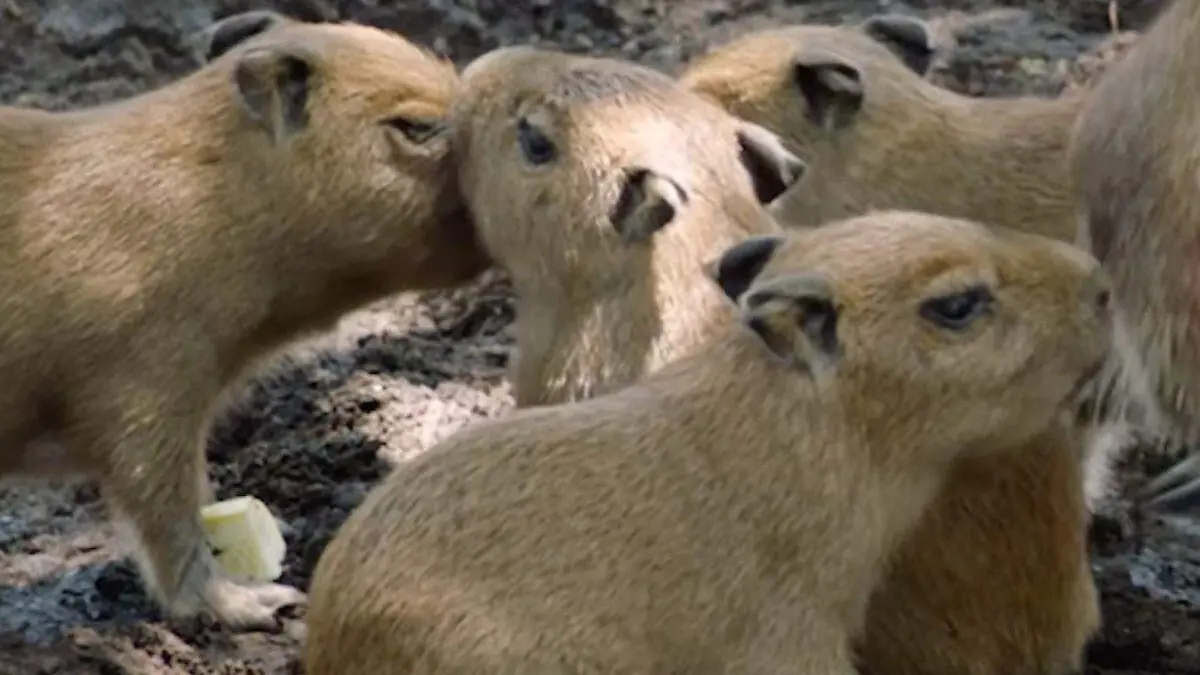 ¡SÍ, QUE SE LARGUE! (11)