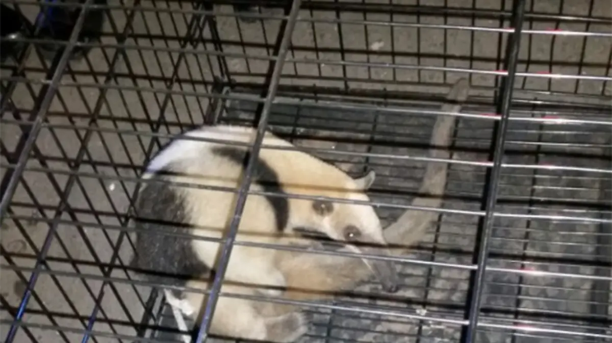 oso-hormiguero-tepito