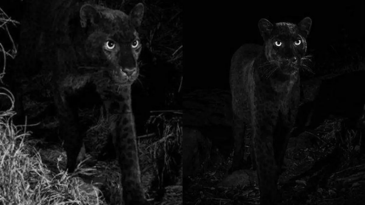 leopardo negro Will Burrard-Lucas. collage