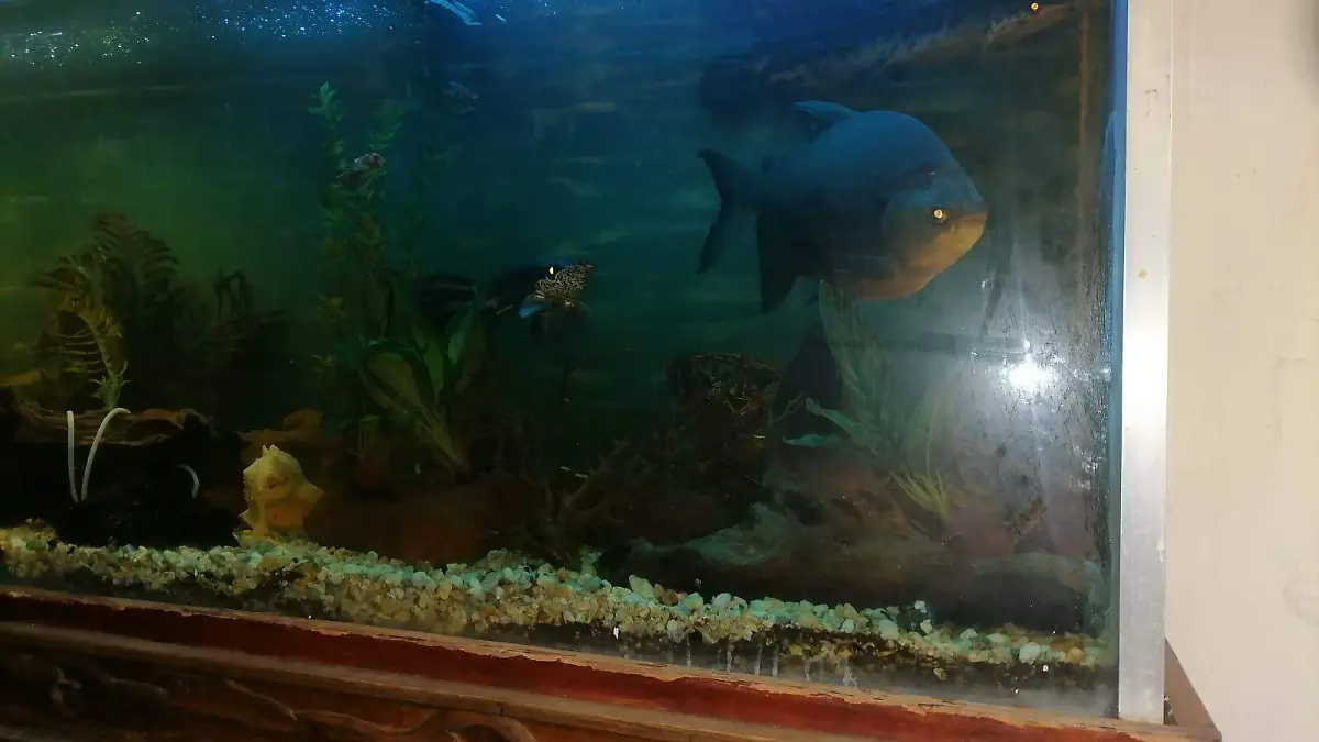 Sergio Díaz - El Sol de Tlaxcala 1