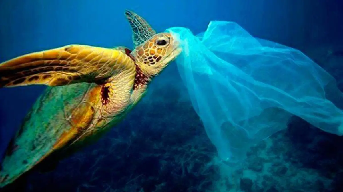 plastico-mar-popotes-contaminacion-5