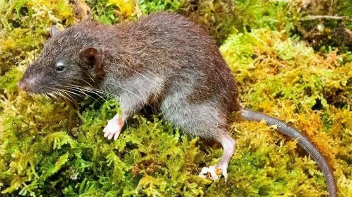 ratita