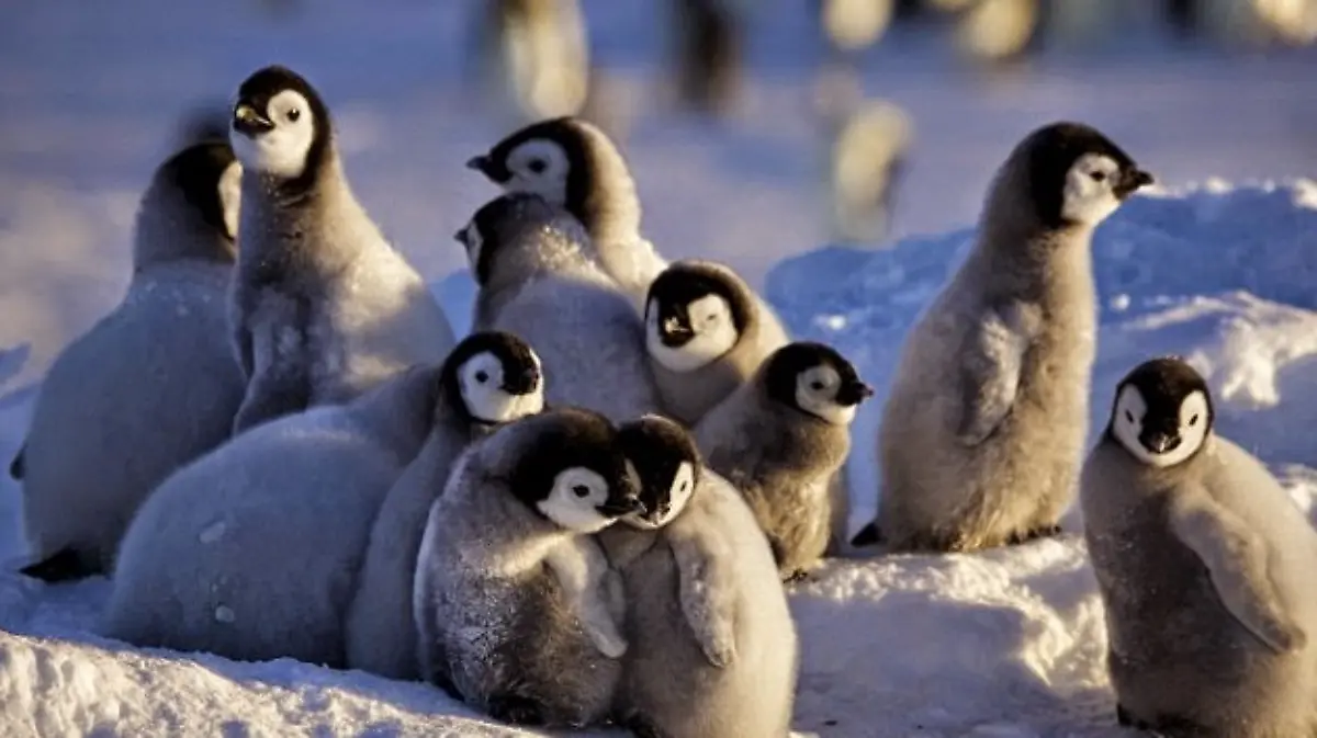 pinguinos