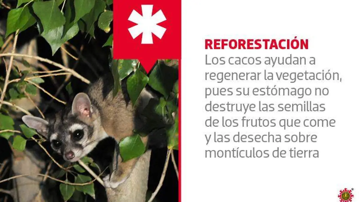 METROPOLI_cacomixtles_2