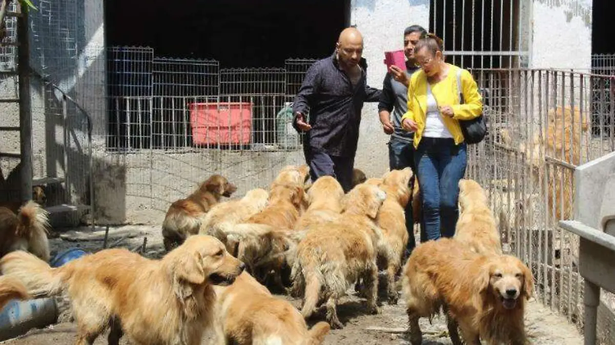 perros