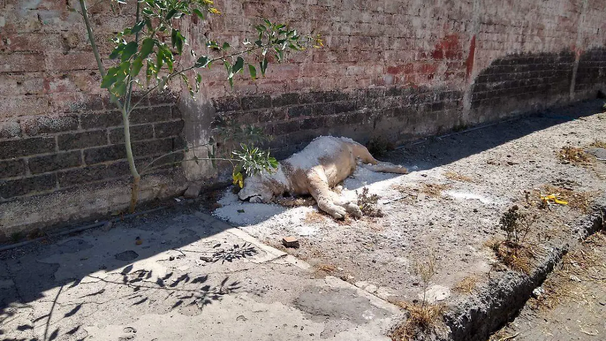 leon africano muerto iztapalapa