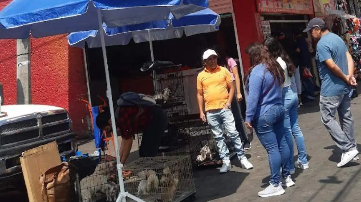 venta de animales