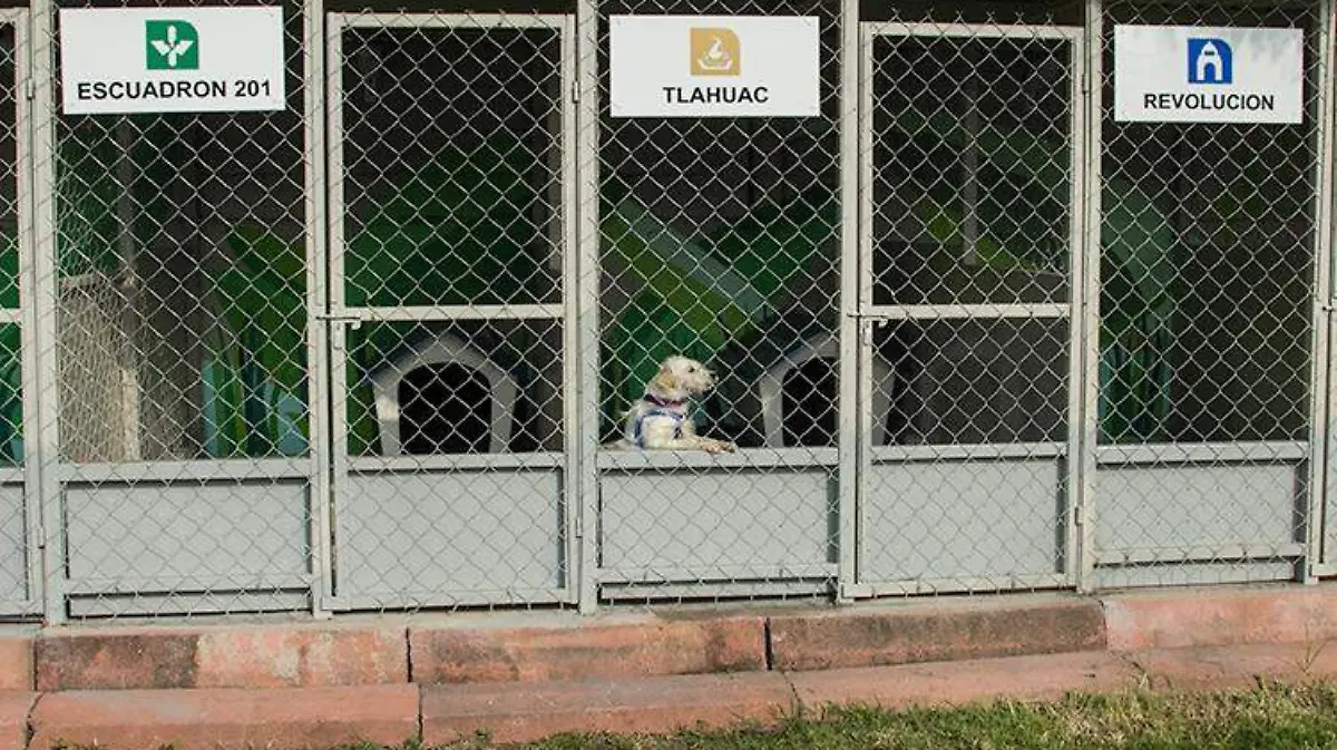 perros