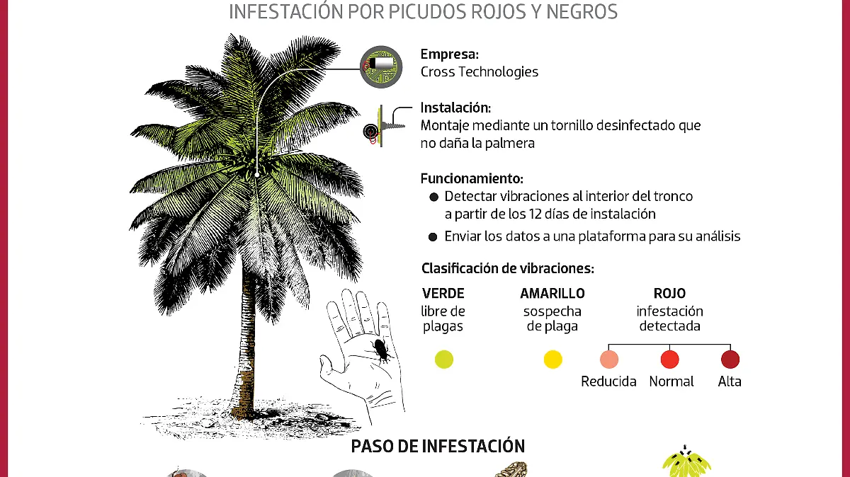 PICUDO_NEGRO_ROJo_WEB