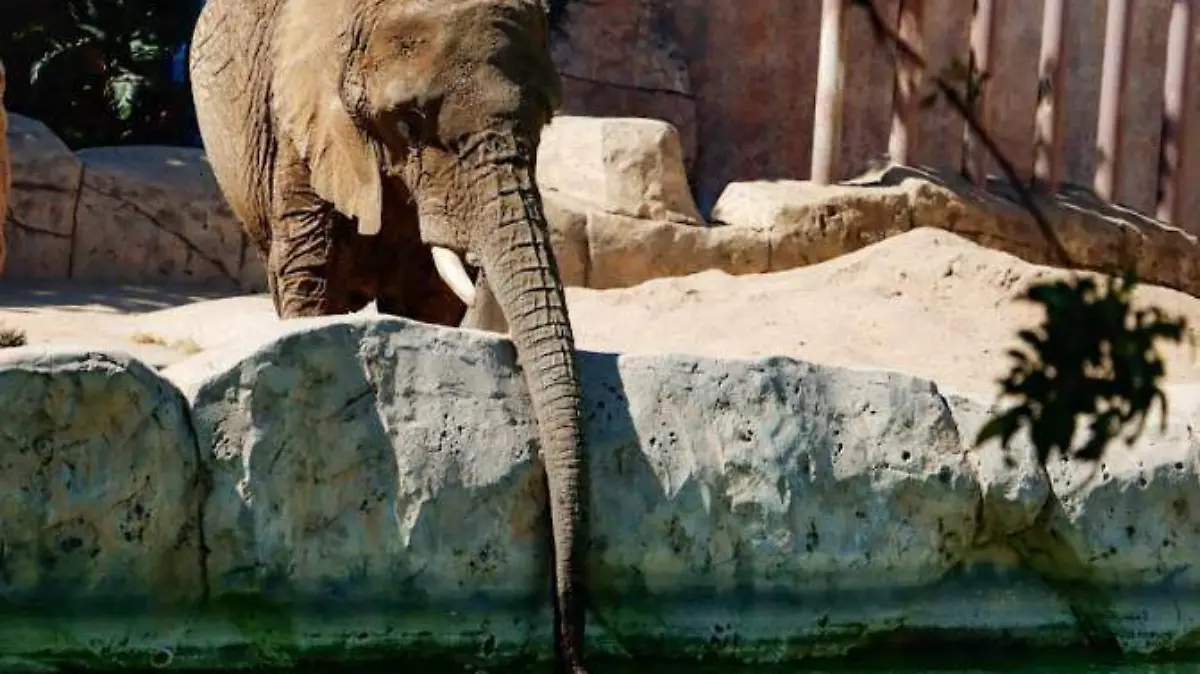 Elefante