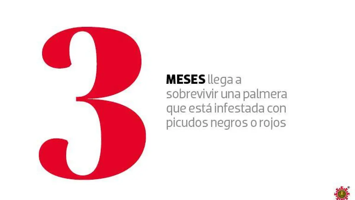 METROPOLI_BLINDAN A PALMERAS_1