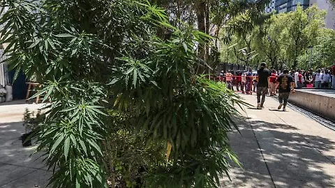 nuevos espacios para fumar mariguana CDMX