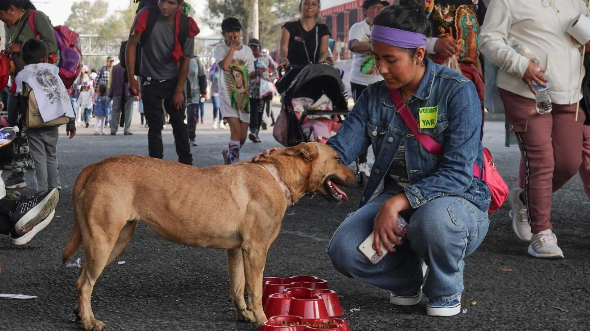 Servicio Canino Peregrinos 