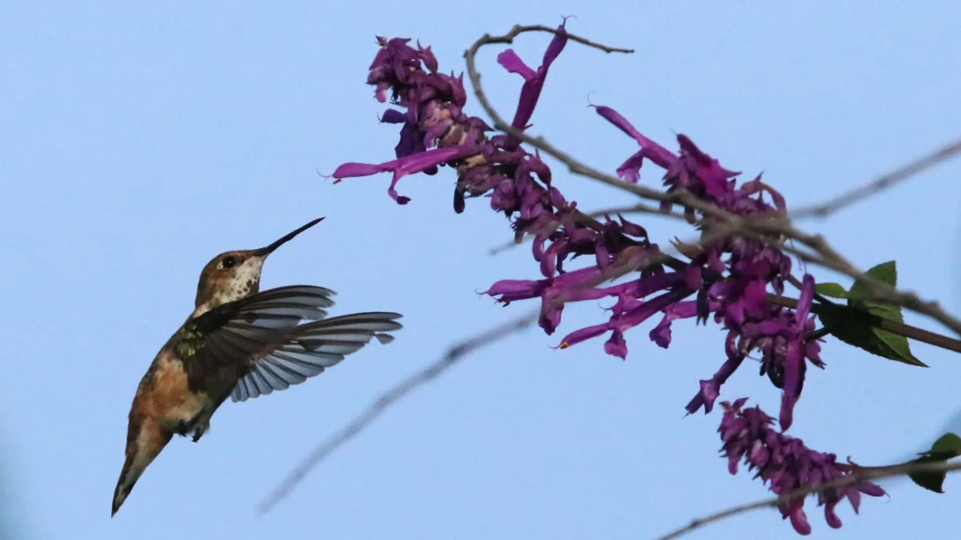 Colibrí-Flores