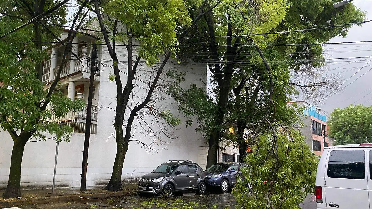 Caída de la rama de un árbol por la lluvia.