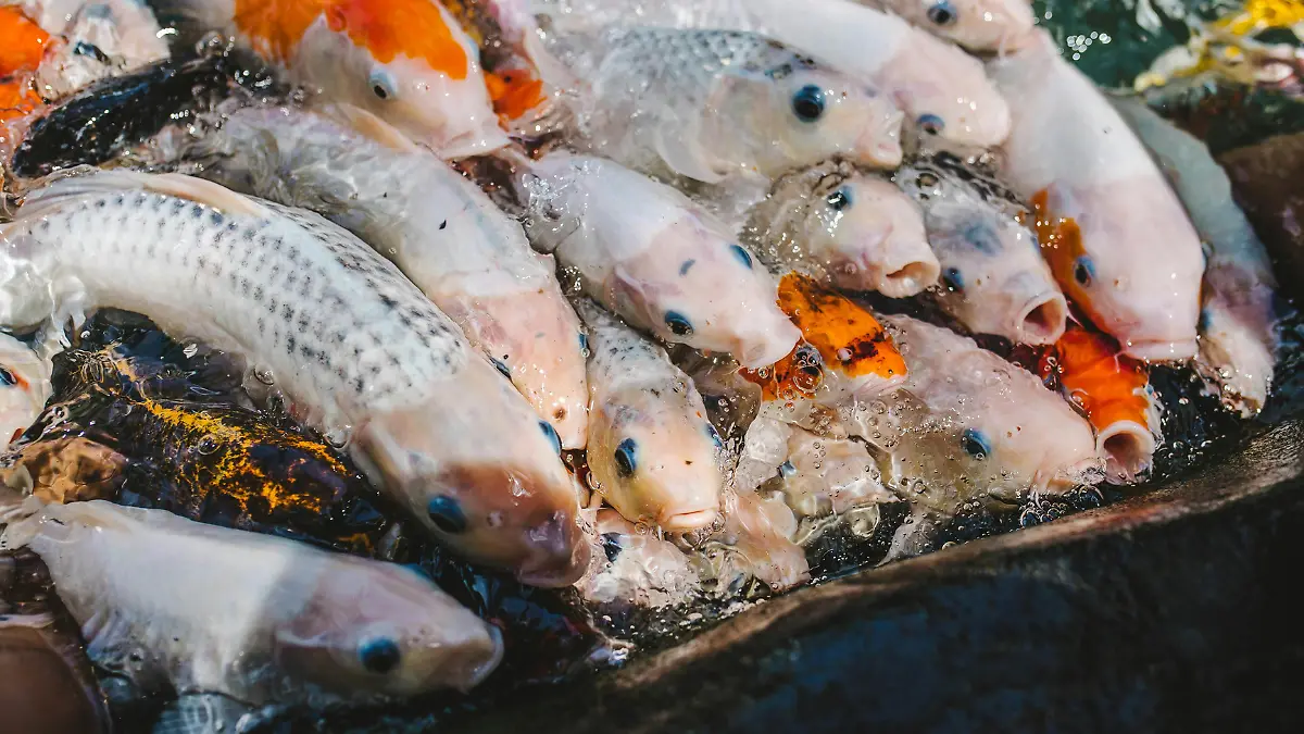 peces