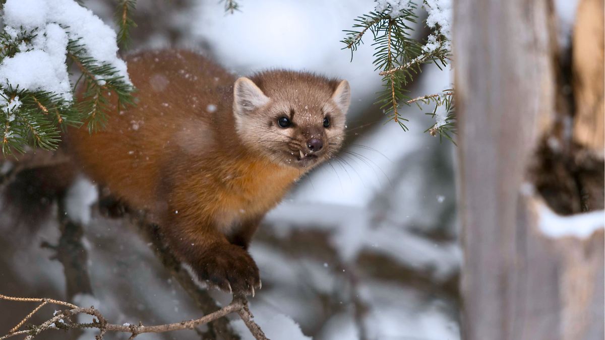 El negocio de la fauna silvestre en Estados Unidos, ¿cómo funciona el  contrabando de especies? - El Sol de México | Noticias, Deportes, Gossip,  Columnas