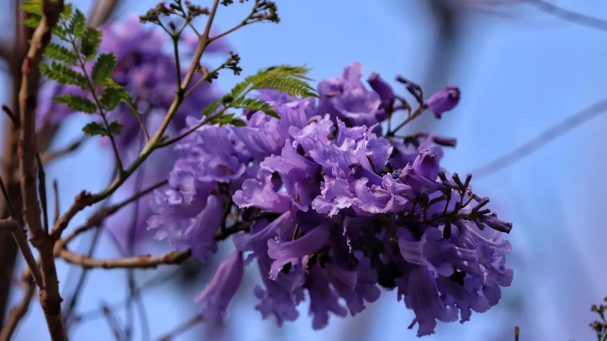 jacaranda
