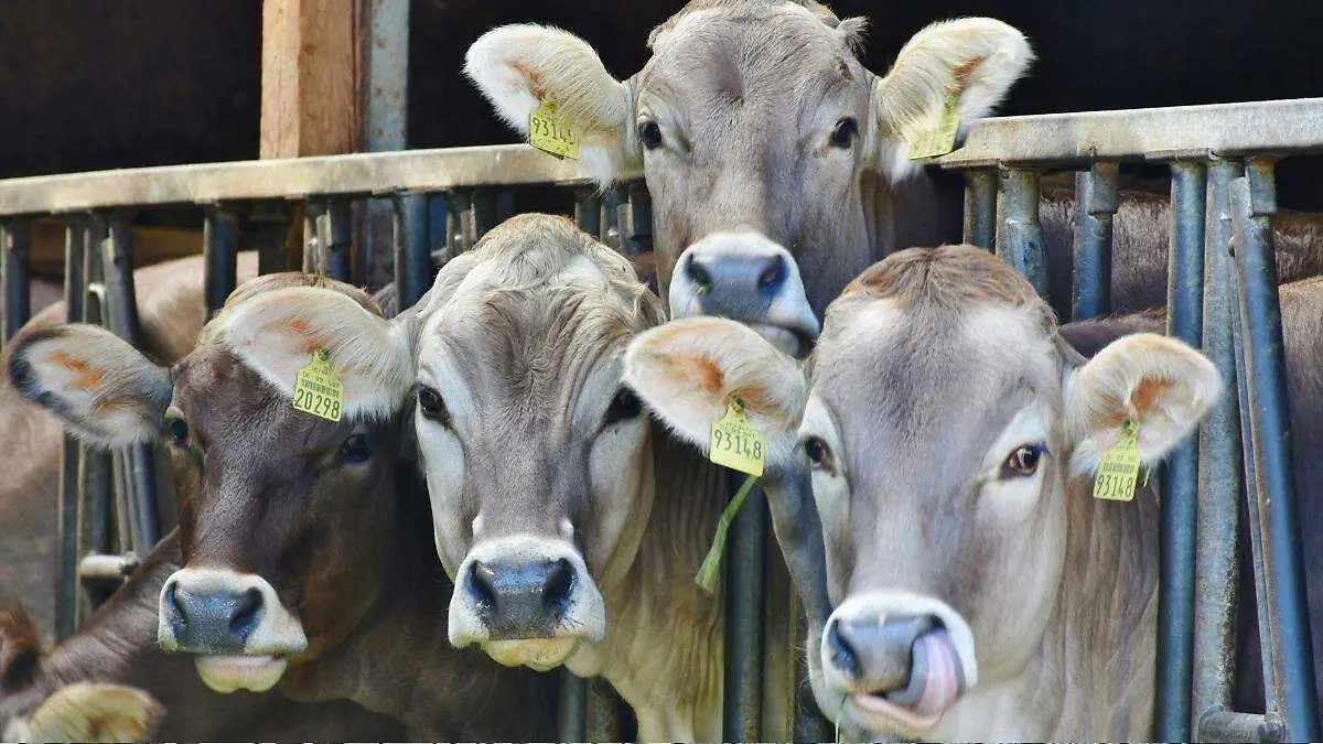 Vacas