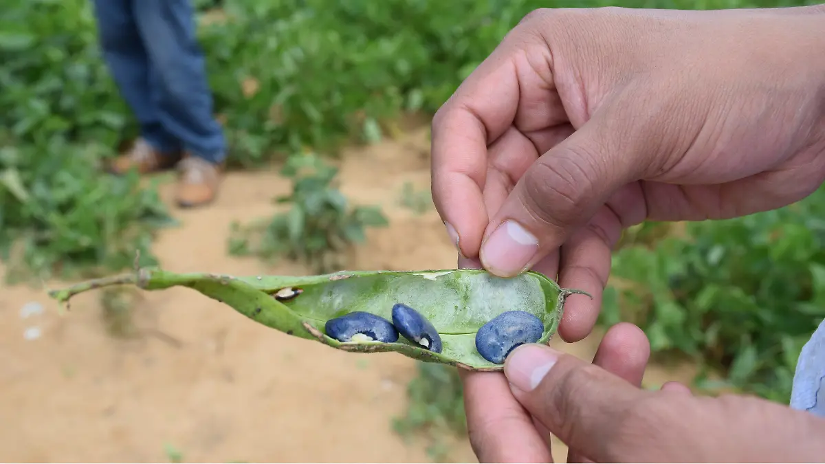Legumbres ricas en proteínas