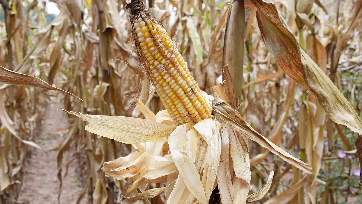 Día mundial leguminosas