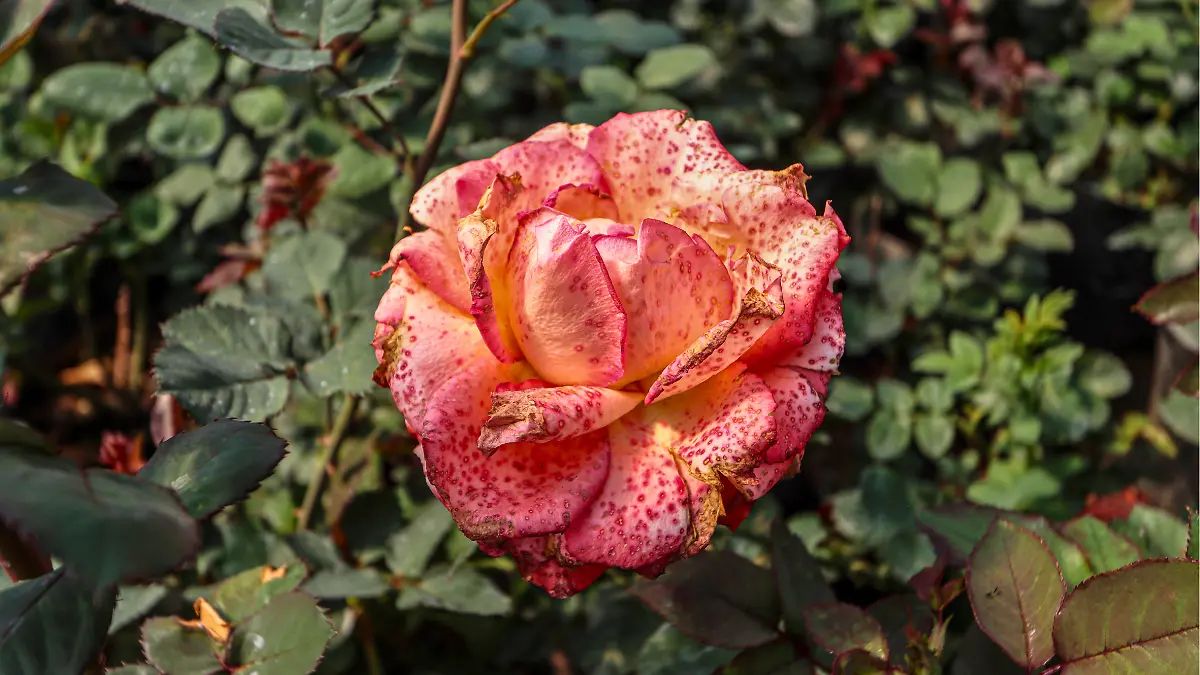 flores_ornamentales