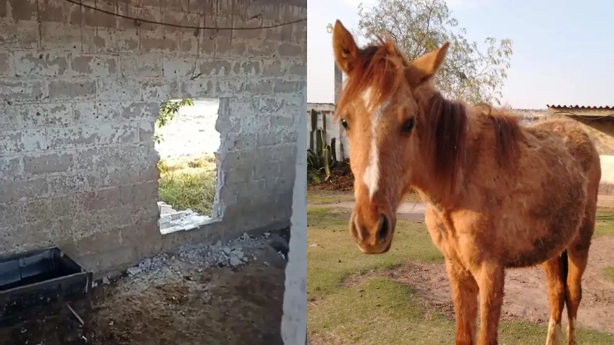 Burrolandia sufre robo de animales