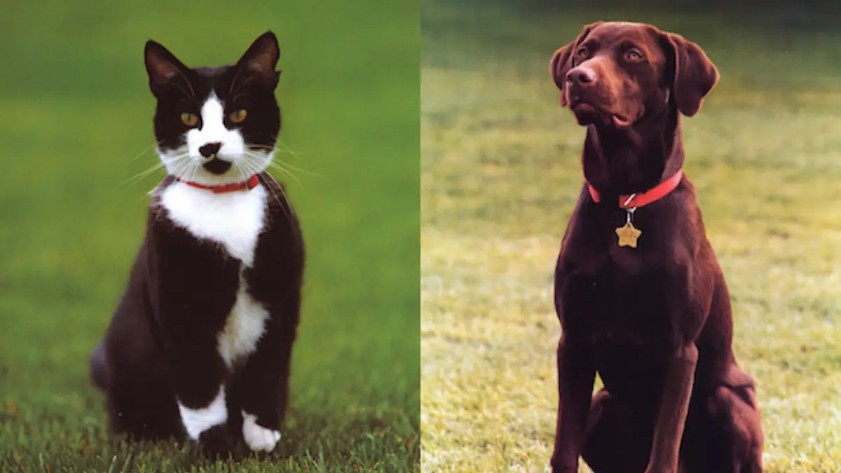 Mascotas presidenciales Buddy y Socks