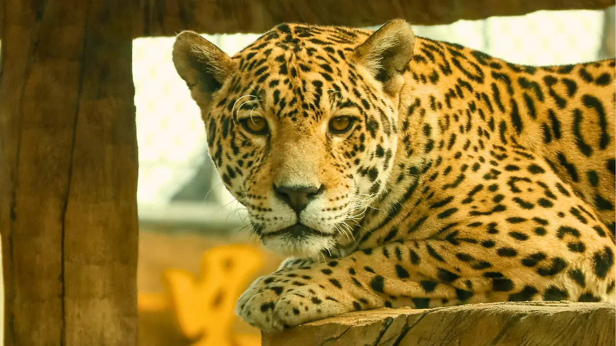 jaguar_pexelos