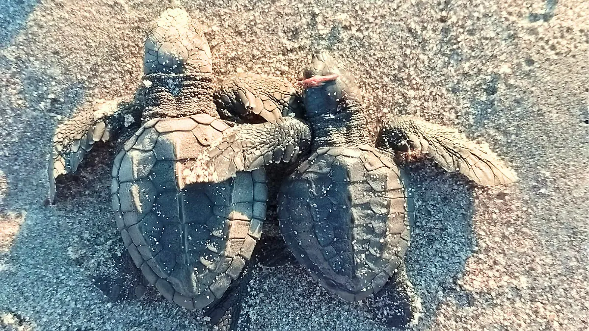 tortugas_marlene_gutiérrez