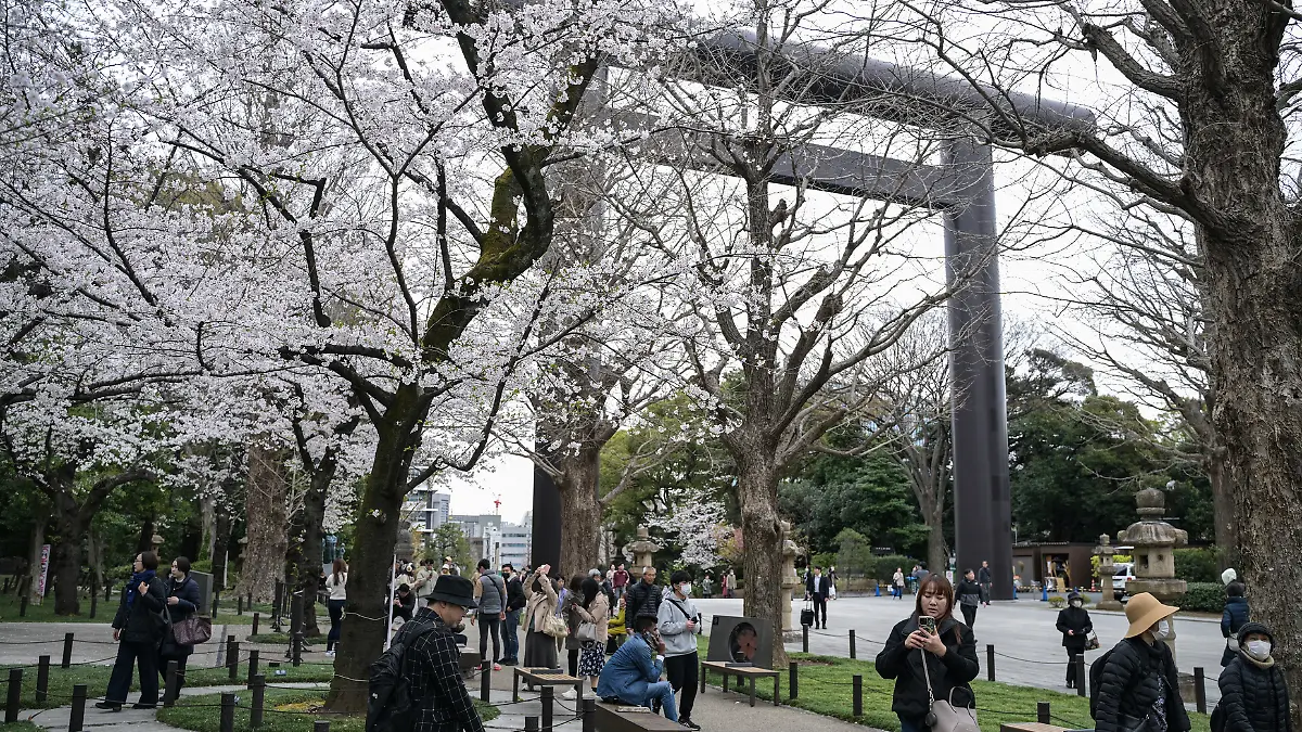 Flor de Cerezo en Tokio 1