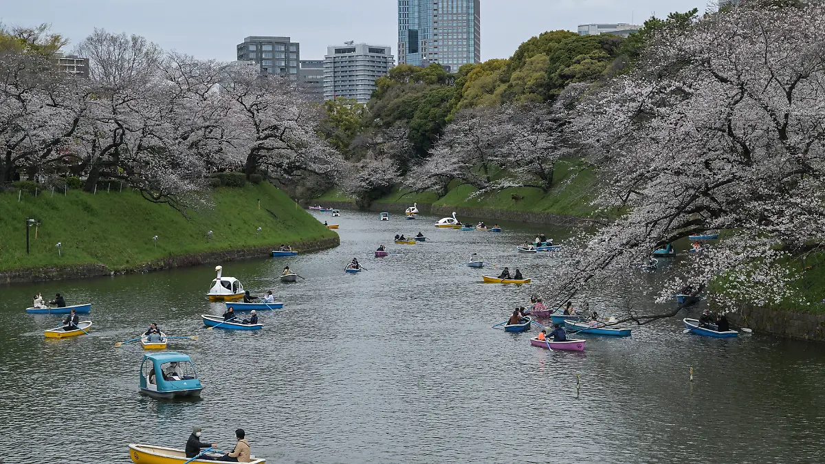 Flor de Cerezo en Tokio 5