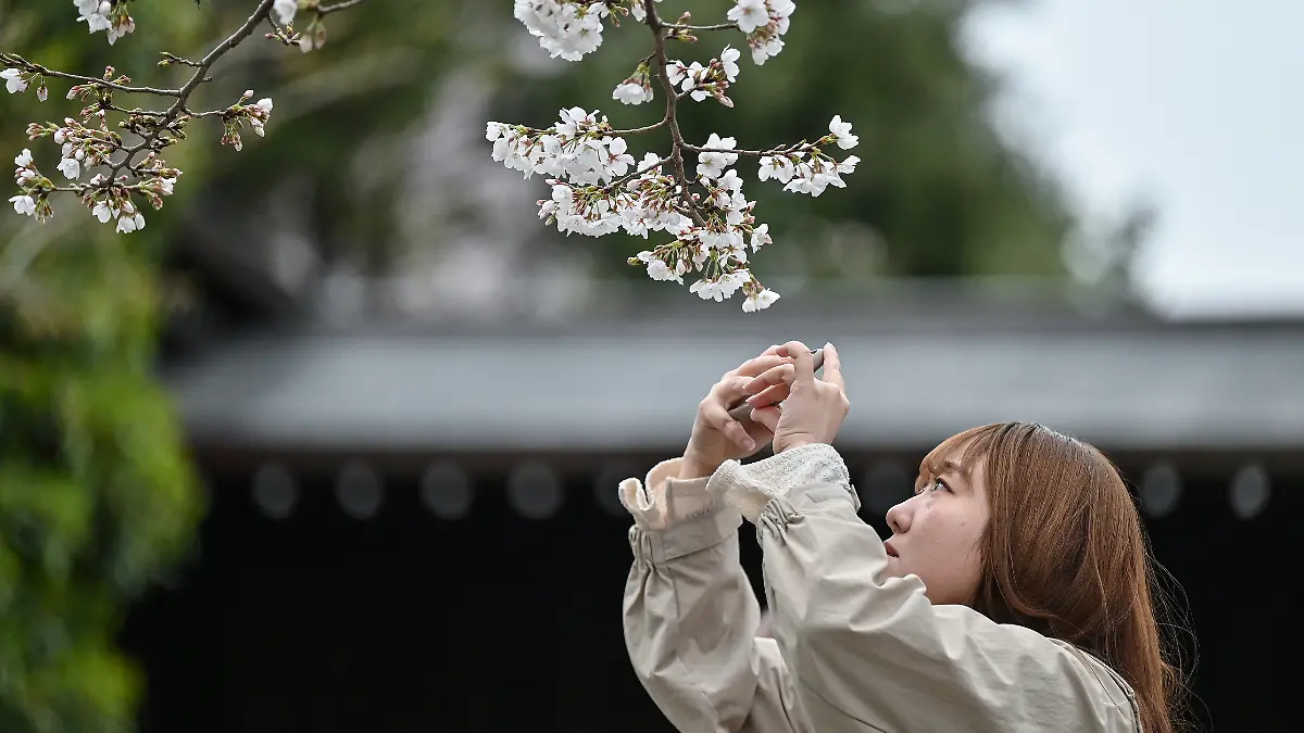Flor de Cerezo en Tokio 6