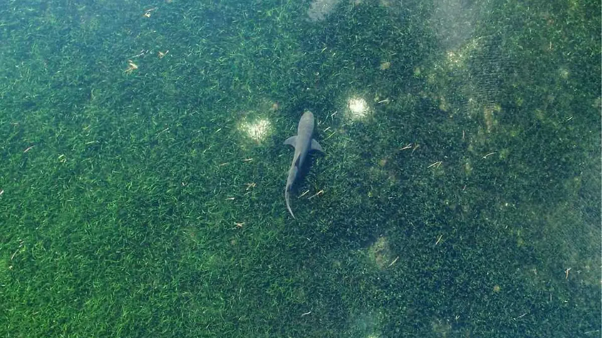 tiburones_praderas_marinas