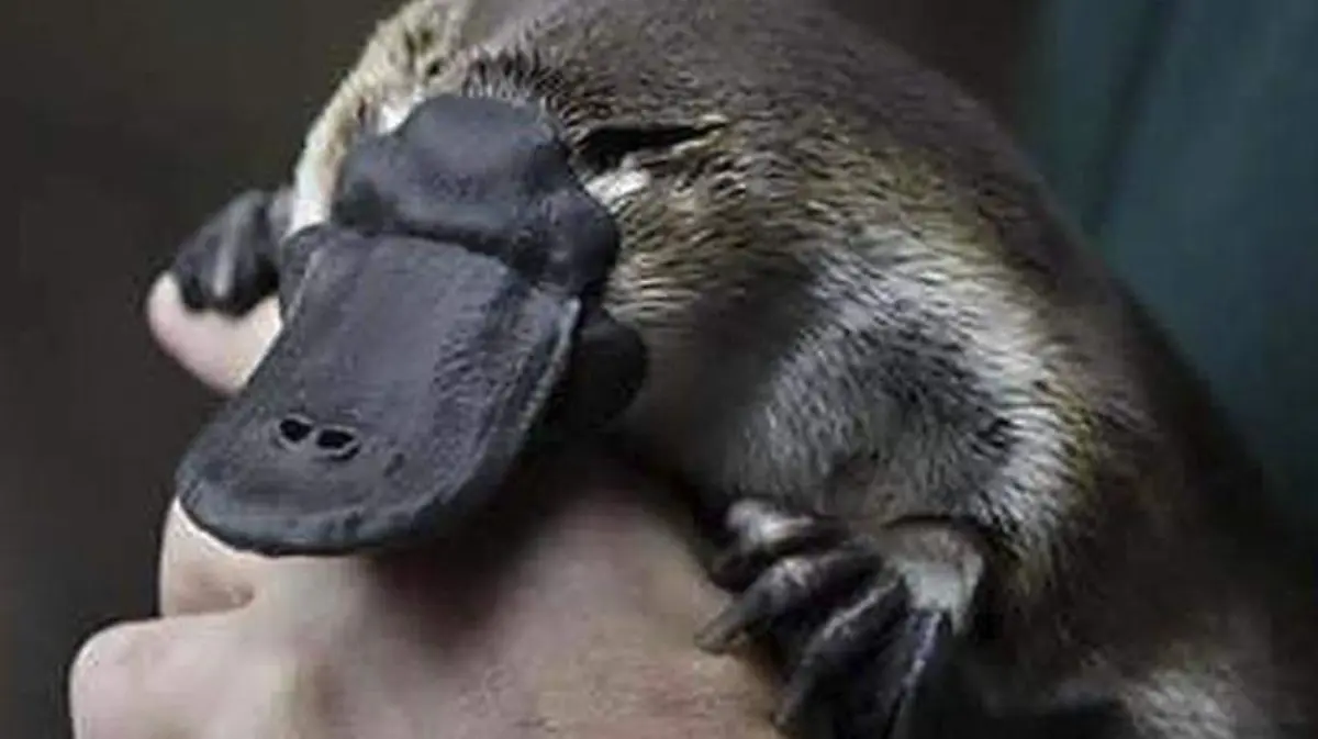 ornitorrinco