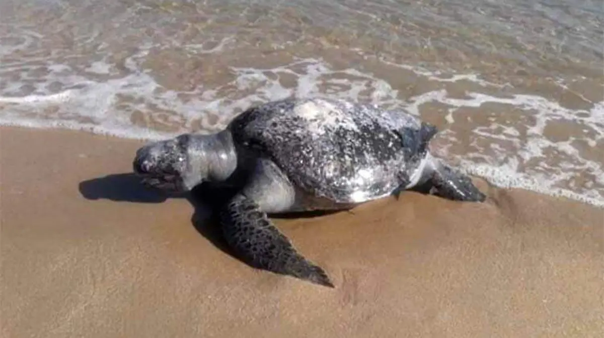 tortugas-muertas-huatulco3