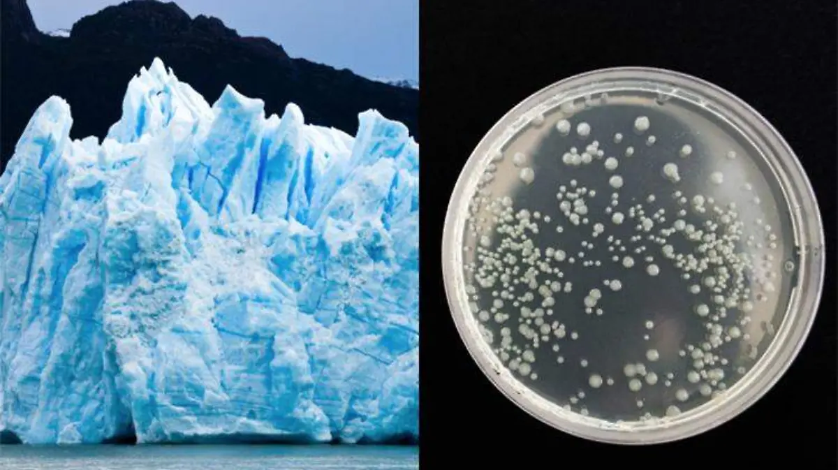 virus congelados