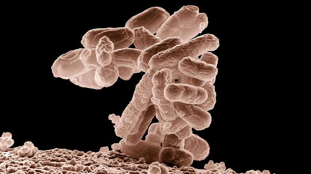 bacteria2