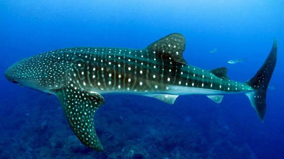 tiburon ballena3