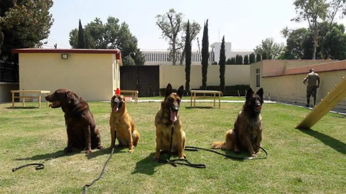 caninos navales